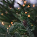 December on International Drive